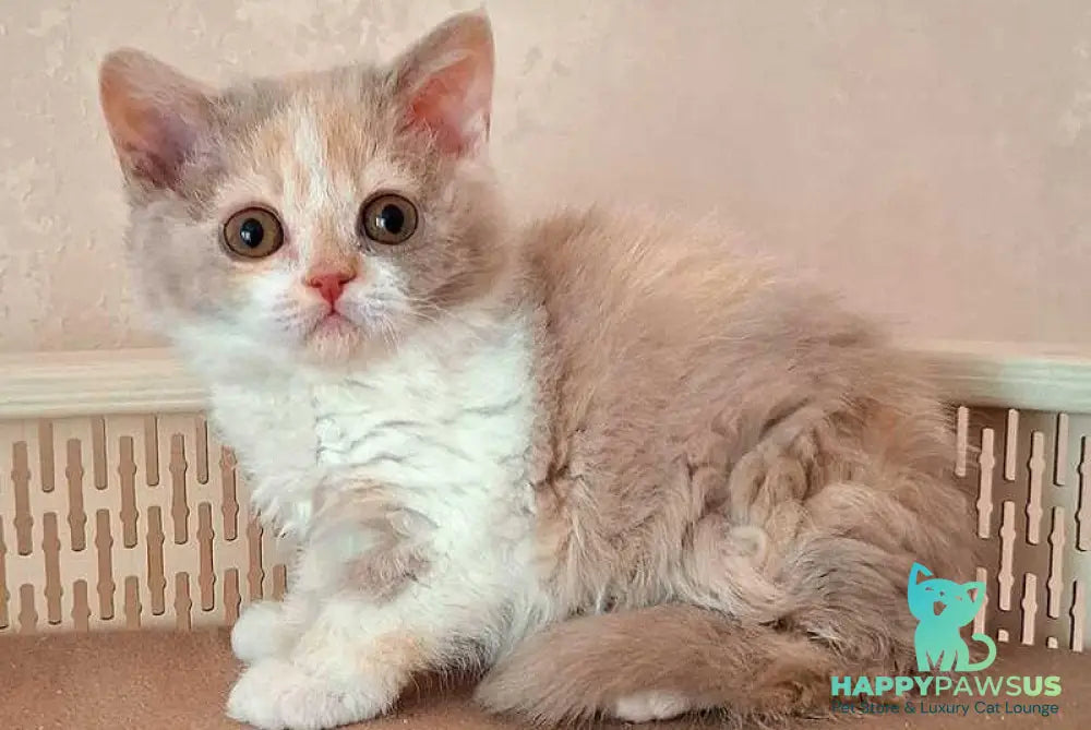 Paulina Selkirk Rex female fawn tortie bicolour - live animals