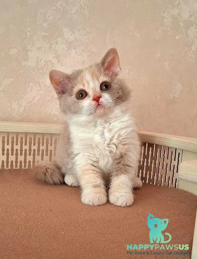 Paulina Selkirk Rex female fawn tortie bicolour - live animals