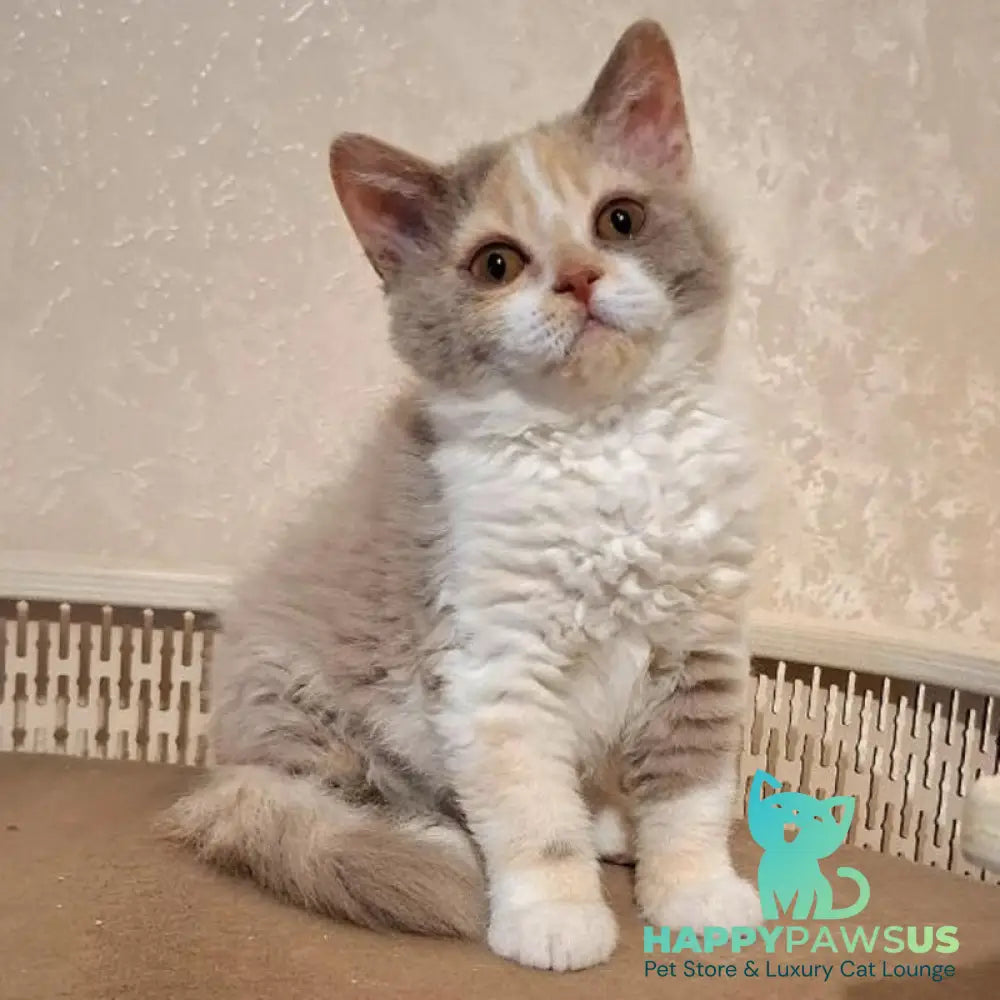 Paulina Selkirk Rex female fawn tortie bicolour - live animals