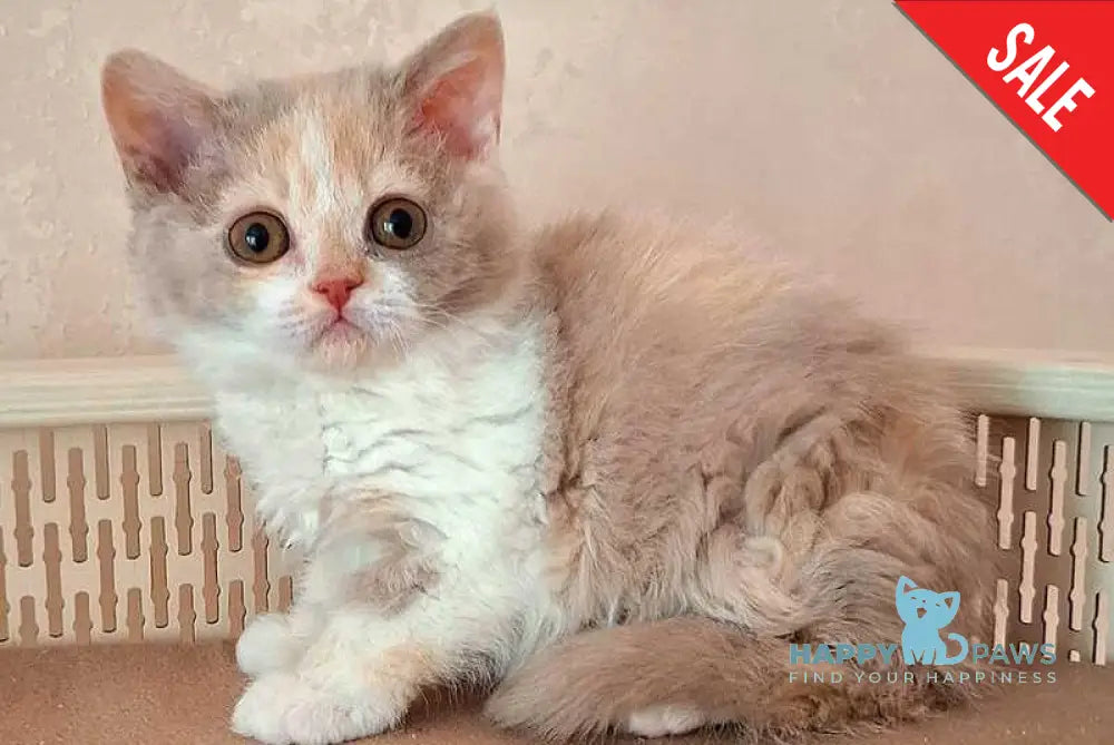 Paulina Selkirk Rex female fawn tortie bicolour - live animals