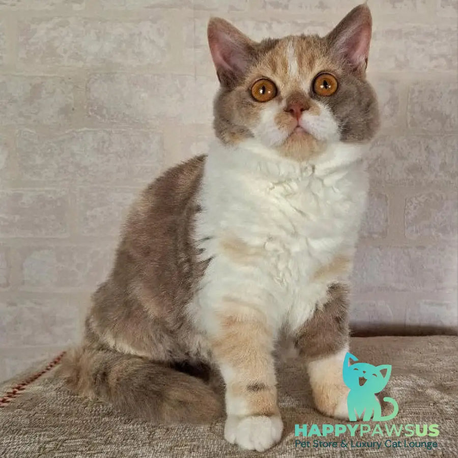 Paulina Selkirk Rex female fawn tortie bicolour - live animals