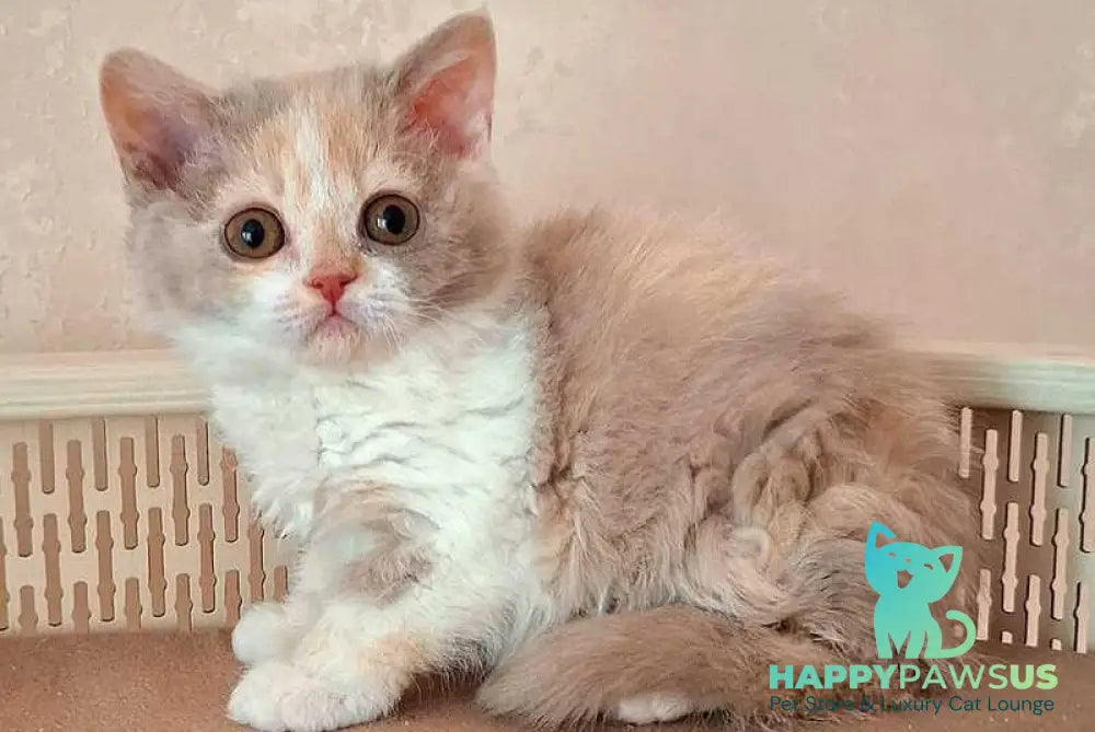 Paulina Selkirk Rex female fawn tortie bicolour - live animals