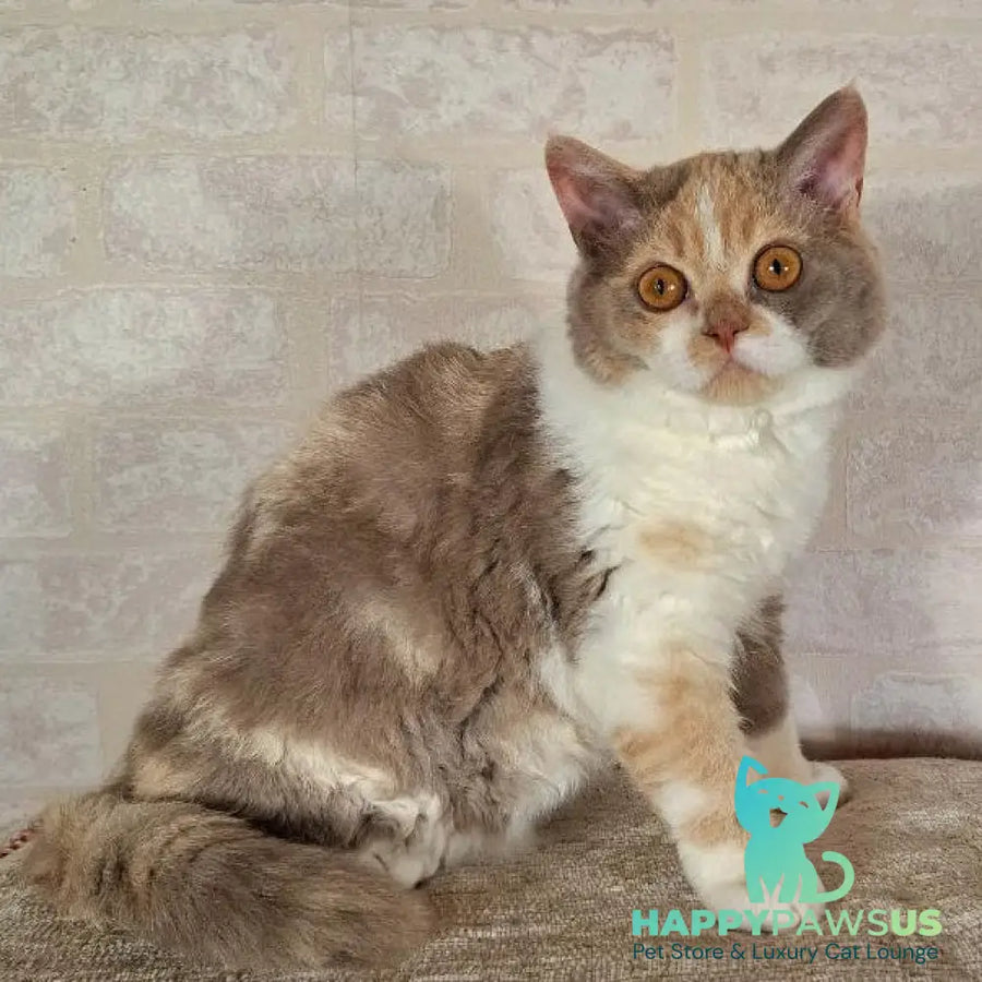 Paulina Selkirk Rex female fawn tortie bicolour - live animals