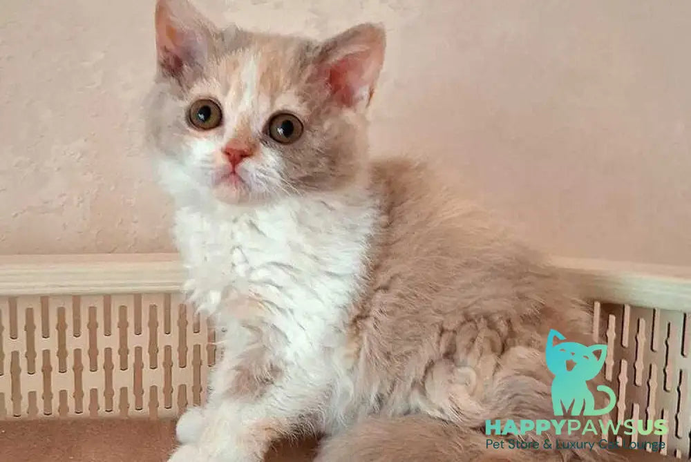 Paulina Selkirk Rex female fawn tortie bicolour - live animals