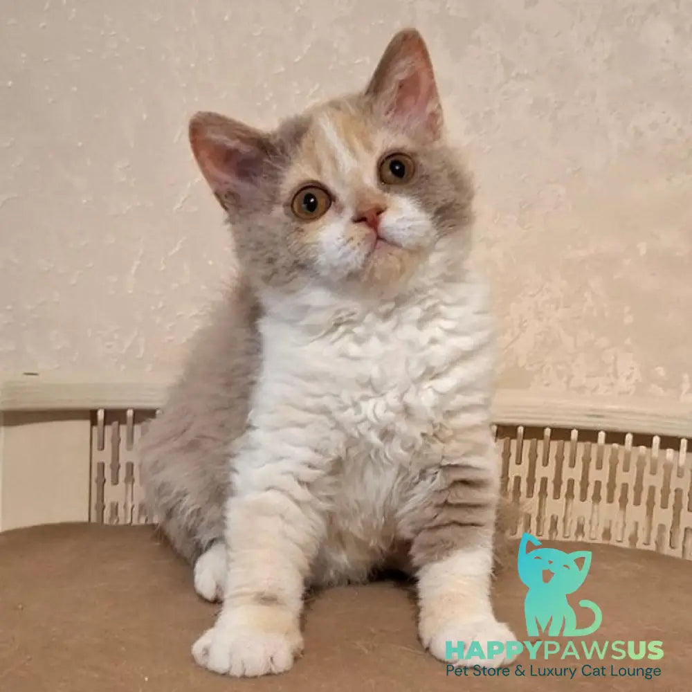 Paulina Selkirk Rex female fawn tortie bicolour - live animals