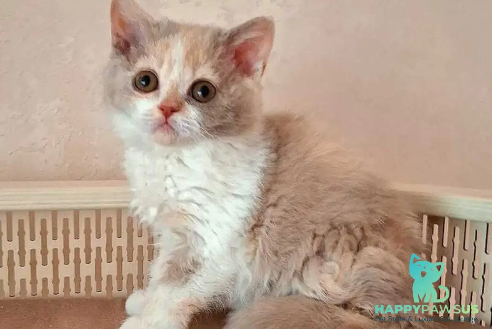 Paulina Selkirk Rex female fawn tortie bicolour - live animals