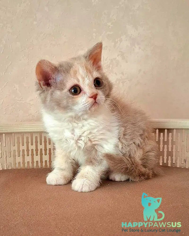 Paulina Selkirk Rex female fawn tortie bicolour - live animals