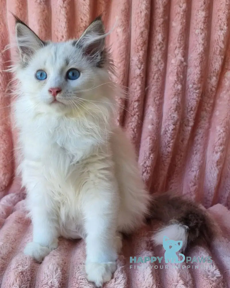 Paulina Siberian female seal tabby pointed with white bicolour live animals