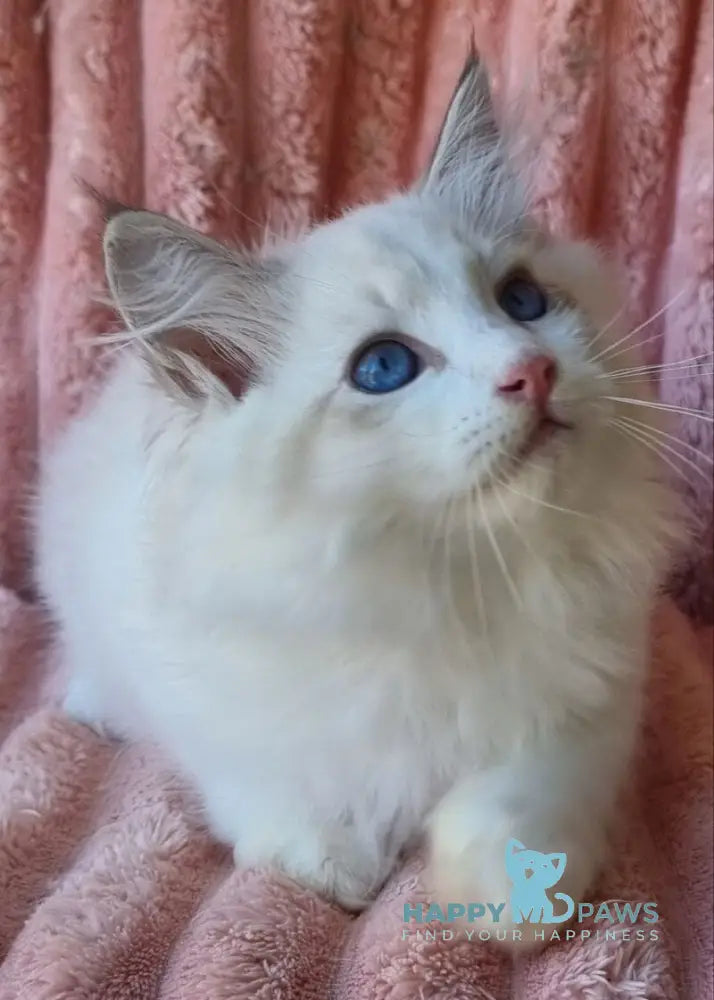 Paulina Siberian female seal tabby pointed with white bicolour live animals
