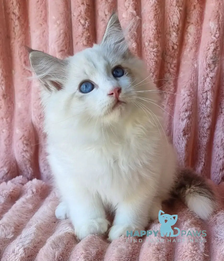 Paulina Siberian female seal tabby pointed with white bicolour live animals