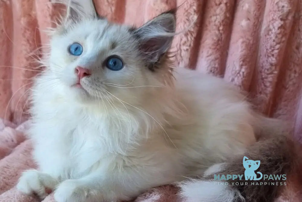 Paulina Siberian female seal tabby pointed with white bicolour live animals