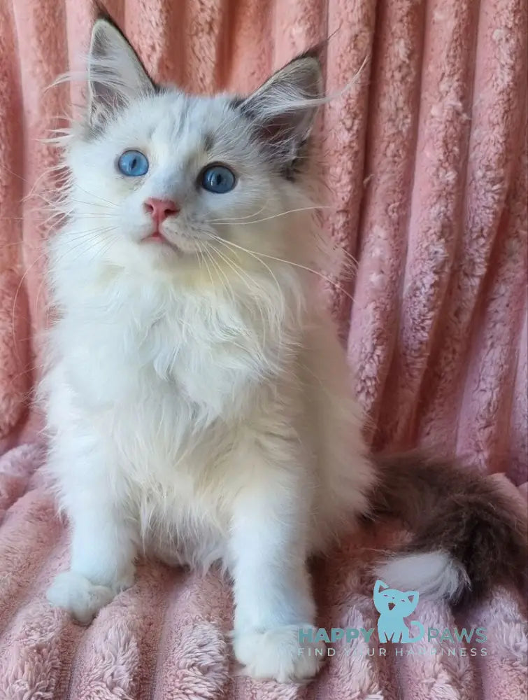 Paulina Siberian female seal tabby pointed with white bicolour live animals