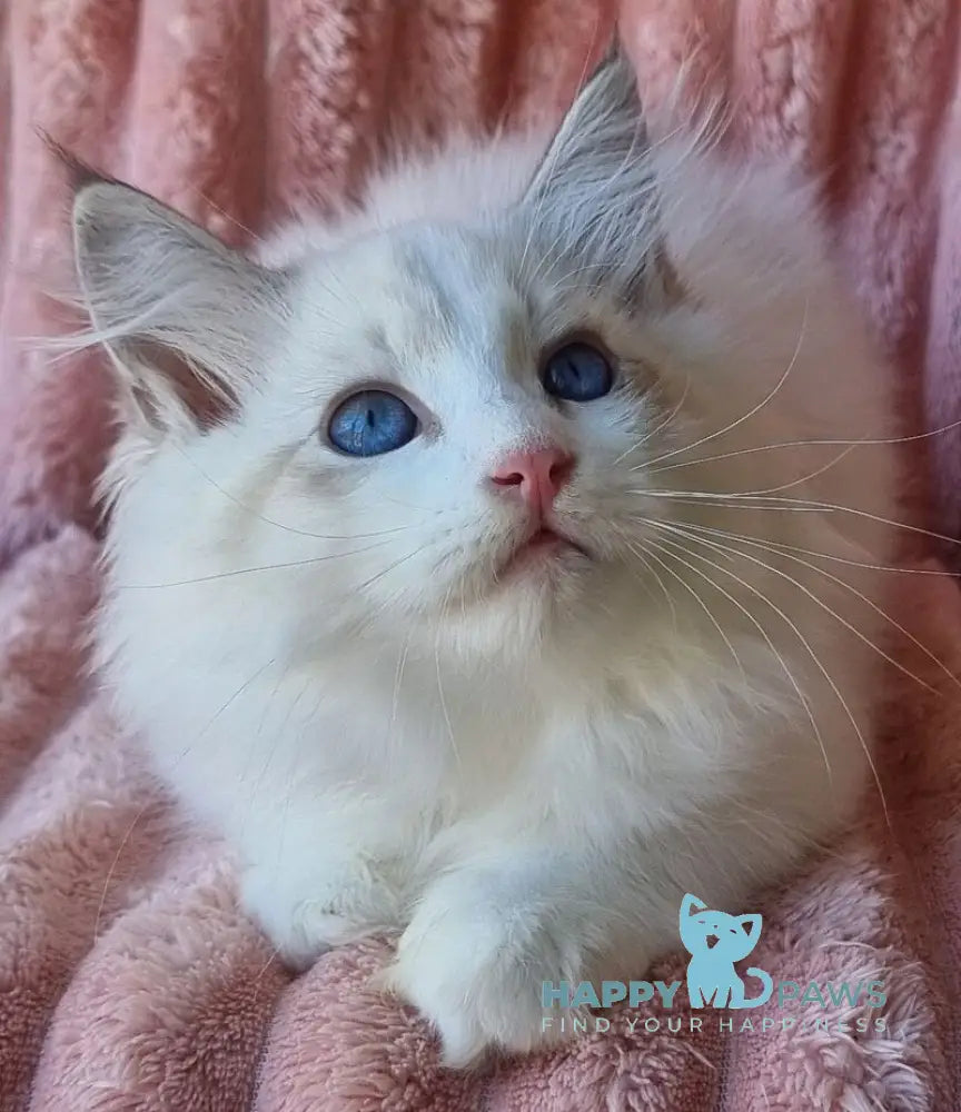Paulina Siberian female seal tabby pointed with white bicolour live animals
