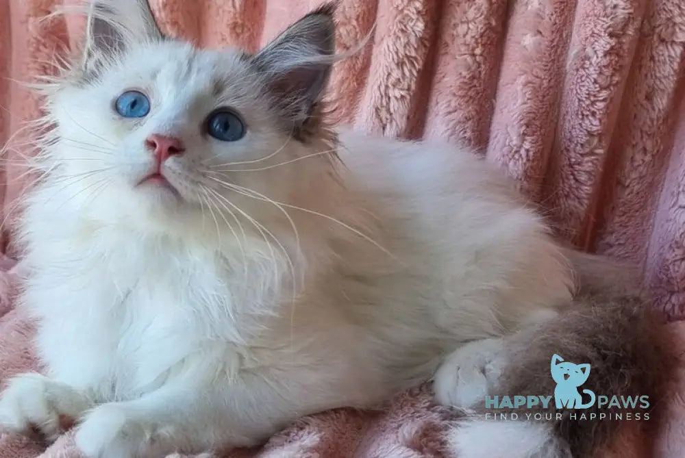 Paulina Siberian female seal tabby pointed with white bicolour live animals