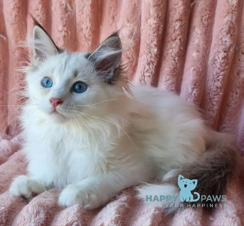 Paulina Siberian female seal tabby pointed with white bicolour live animals
