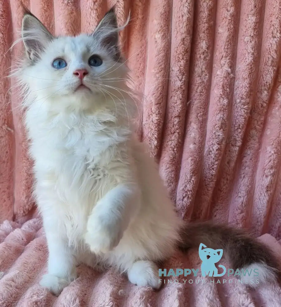 Paulina Siberian female seal tabby pointed with white bicolour live animals