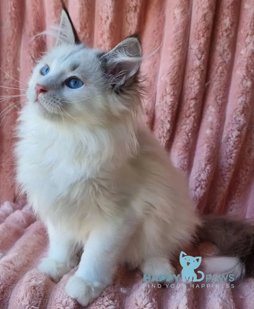Paulina Siberian female seal tabby pointed with white bicolour live animals