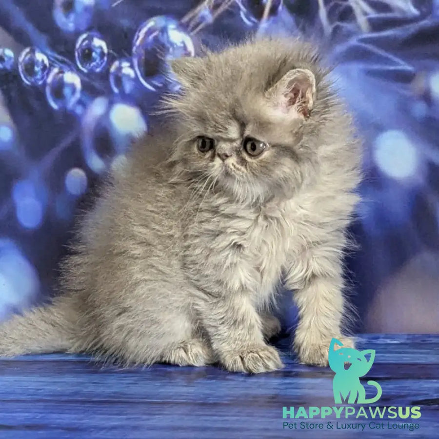 Pavlik Persian male blue tabby - live animals