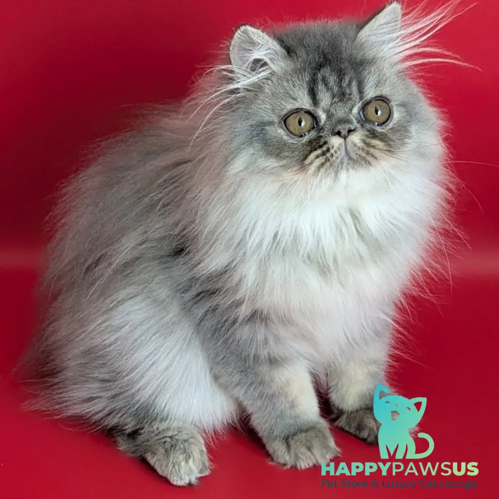 Pavlik Persian male blue tabby - live animals