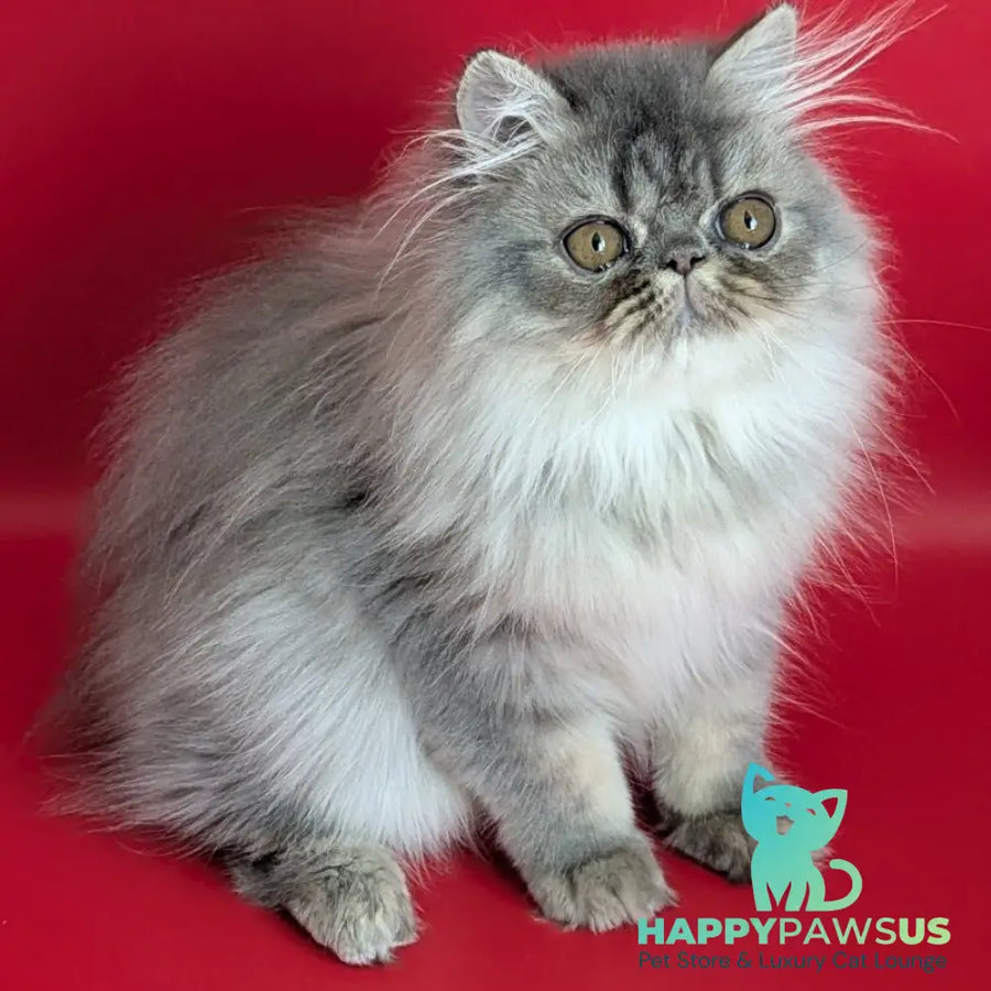 Pavlik Persian male blue tabby - live animals