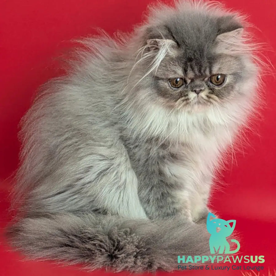 Pavlik Persian male blue tabby - live animals
