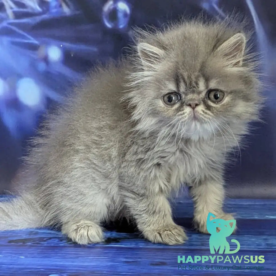 Pavlik Persian male blue tabby - live animals