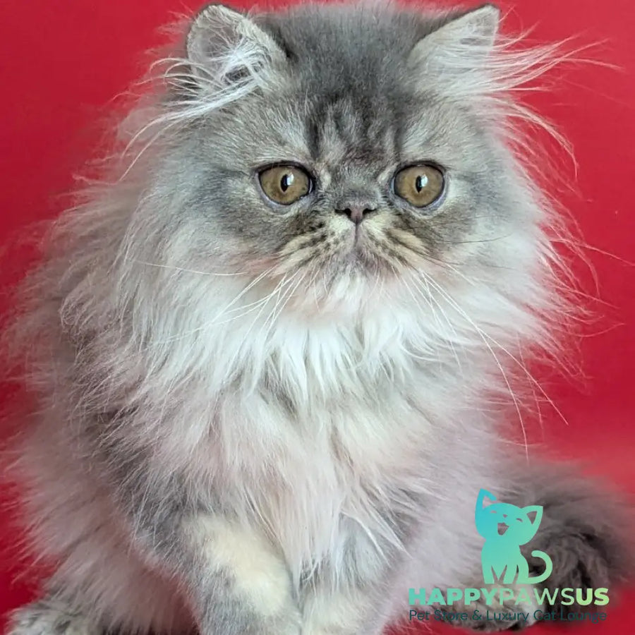 Pavlik Persian male blue tabby - live animals