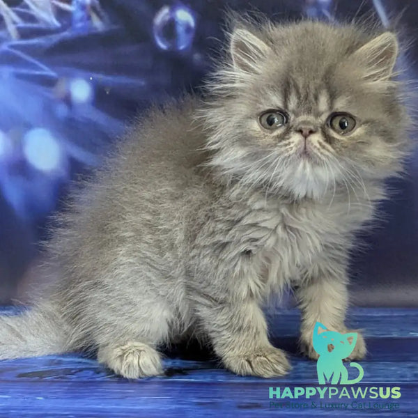 Pavlik Persian male blue tabby - live animals