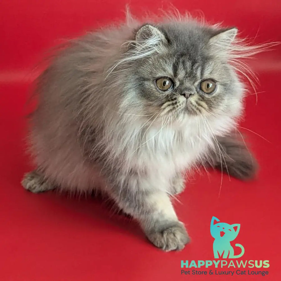 Pavlik Persian male blue tabby - live animals