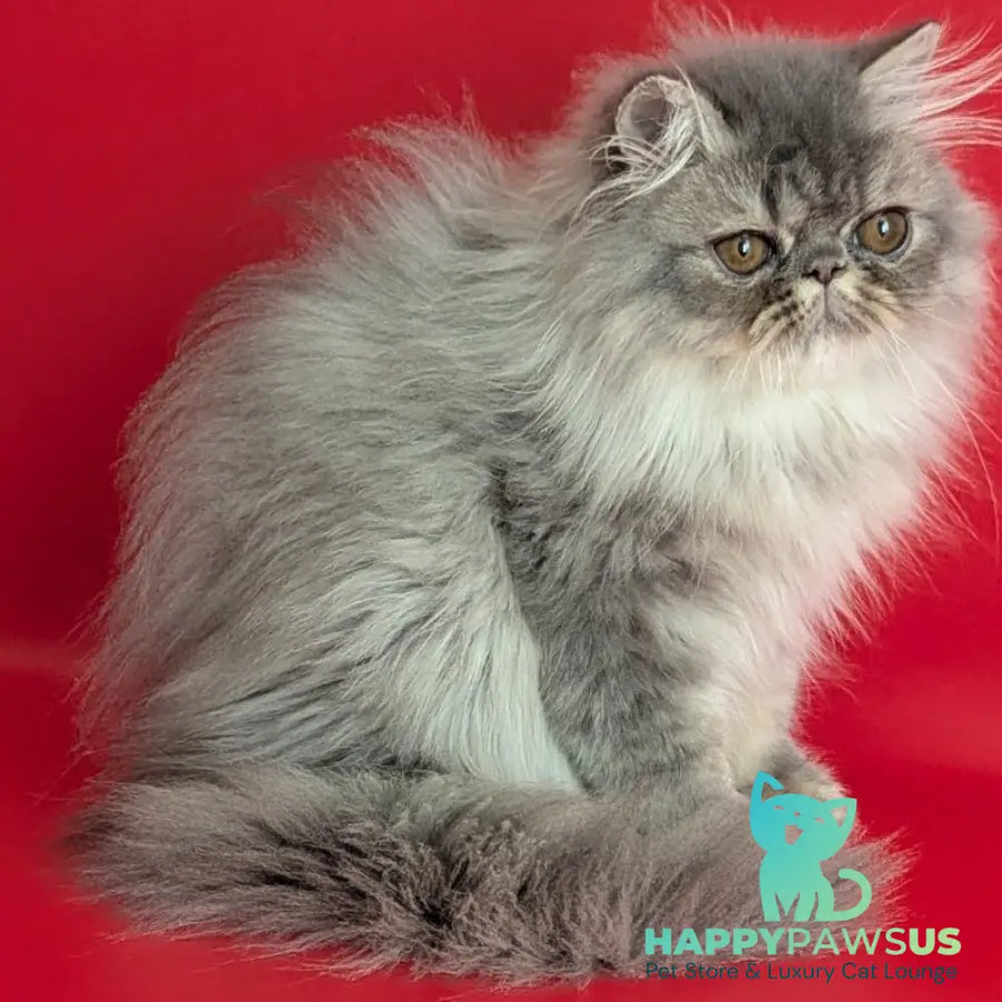 Pavlik Persian male blue tabby - live animals