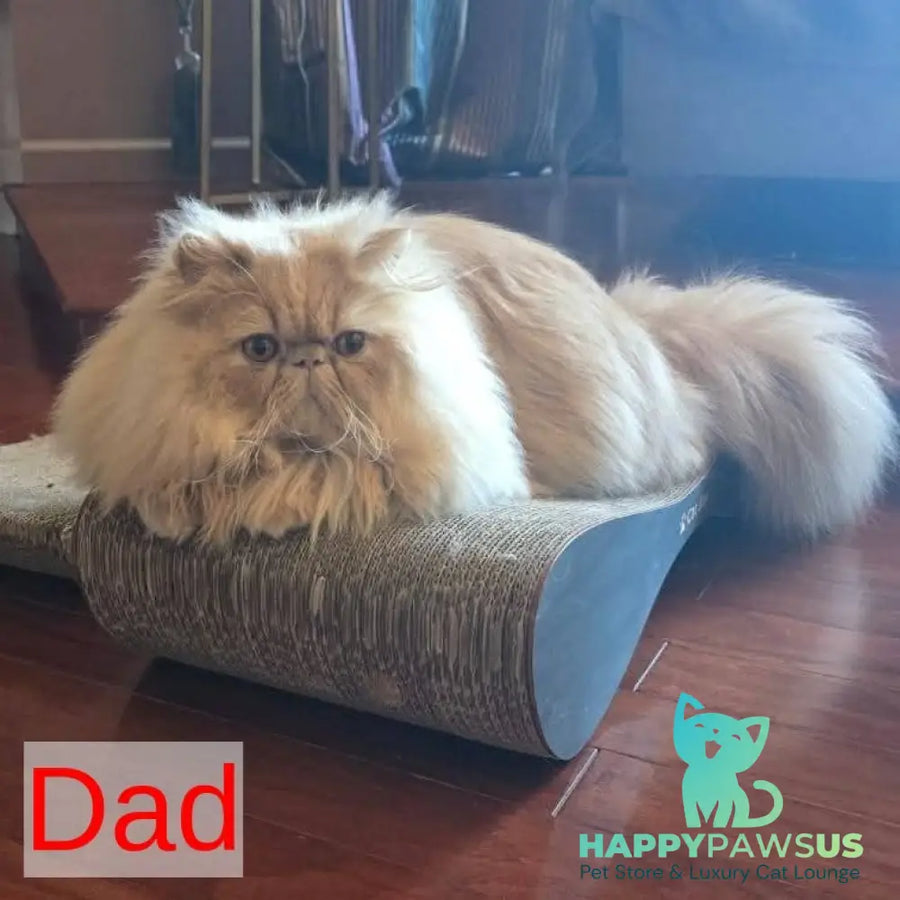 Pavlik Persian male blue tabby - live animals