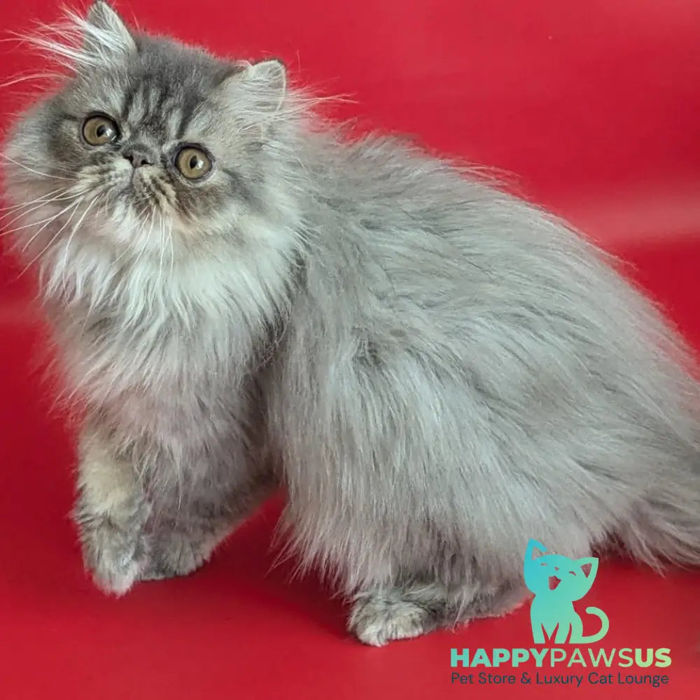 Pavlik Persian male blue tabby - live animals