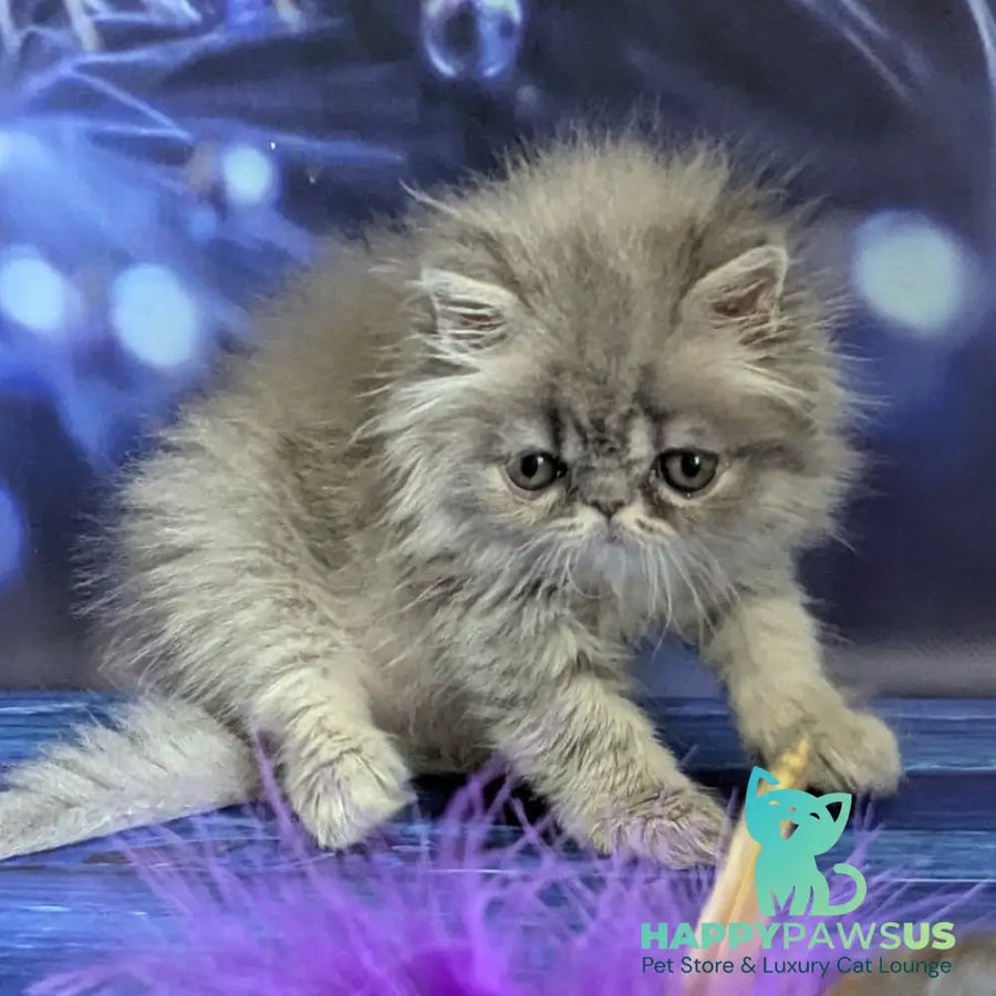 Pavlik Persian male blue tabby - live animals