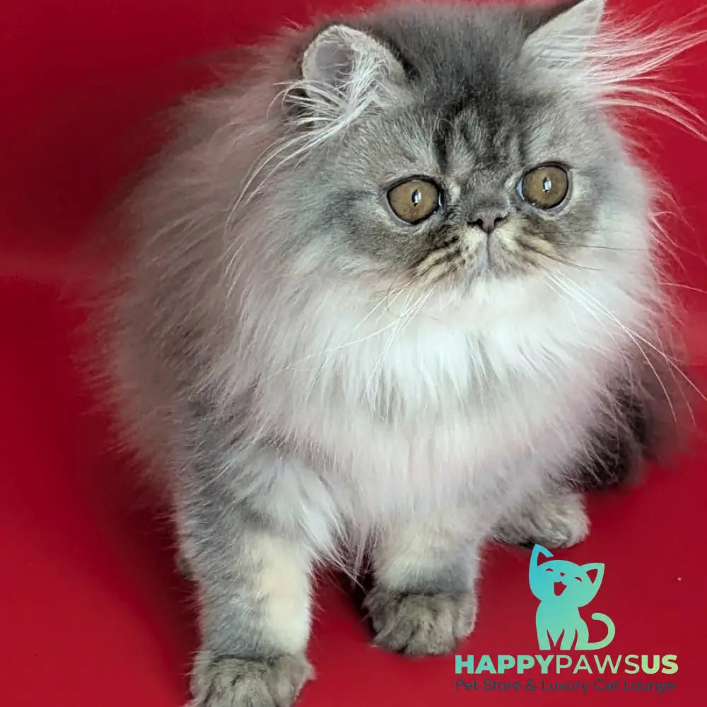 Pavlik Persian male blue tabby - live animals