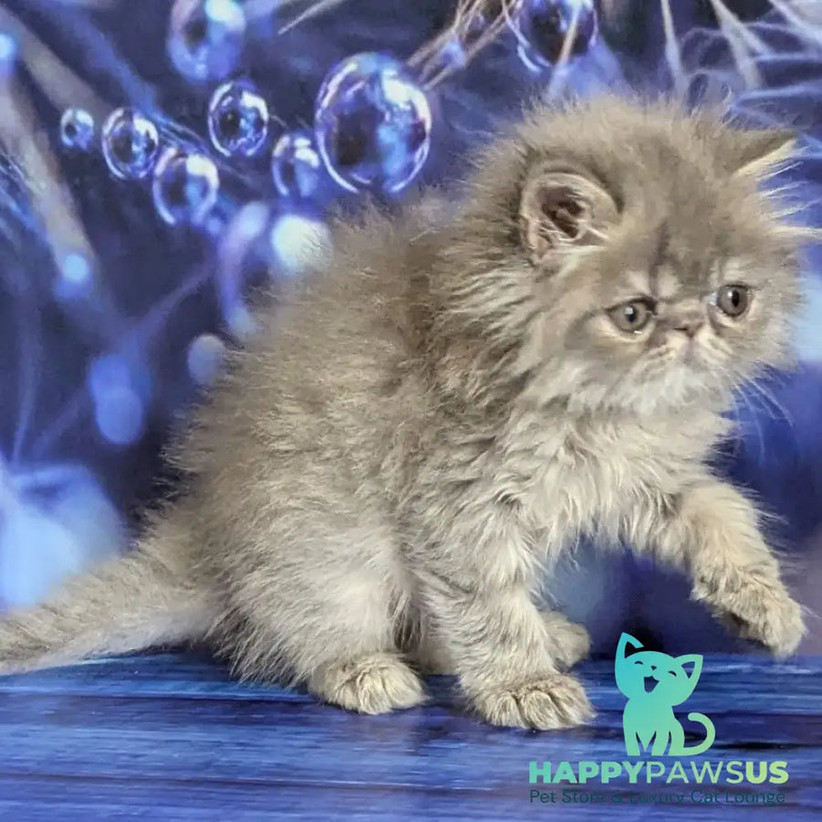 Pavlik Persian male blue tabby - live animals