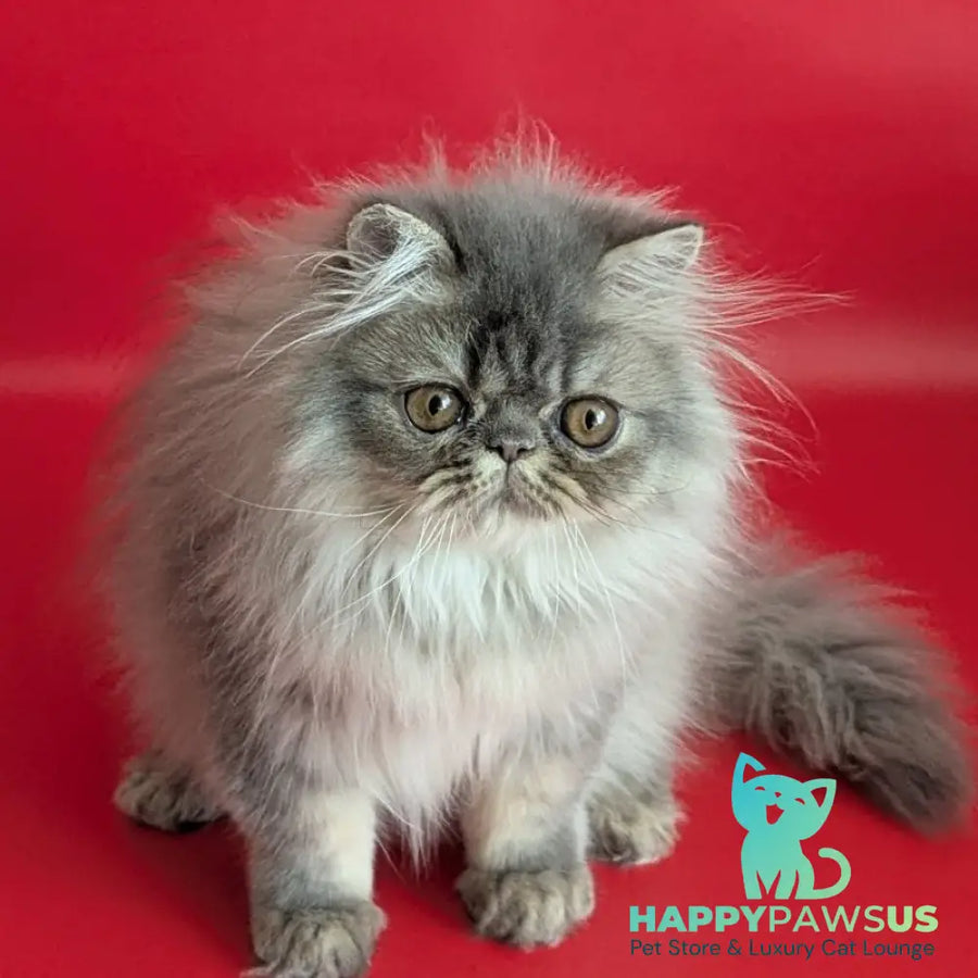 Pavlik Persian male blue tabby - live animals