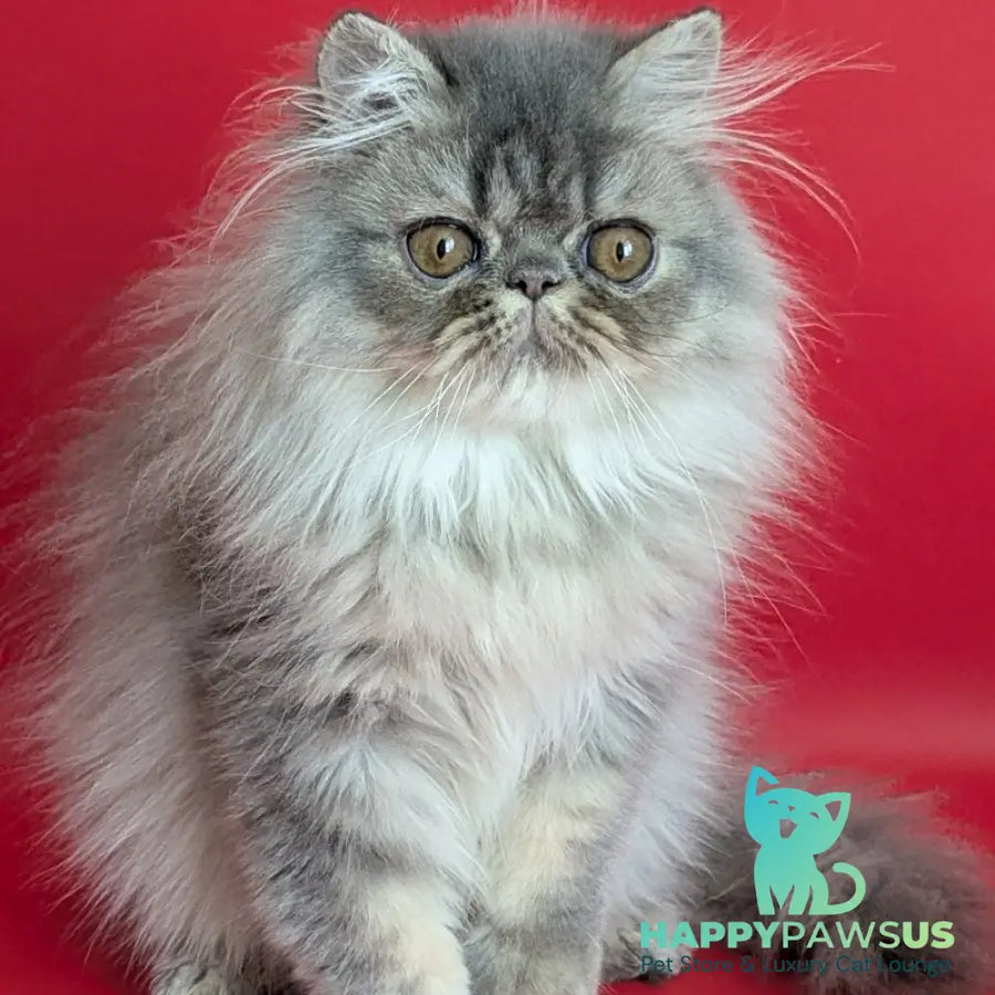 Pavlik Persian male blue tabby - live animals