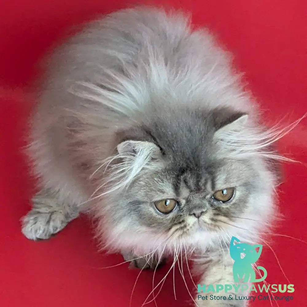 Pavlik Persian male blue tabby - live animals