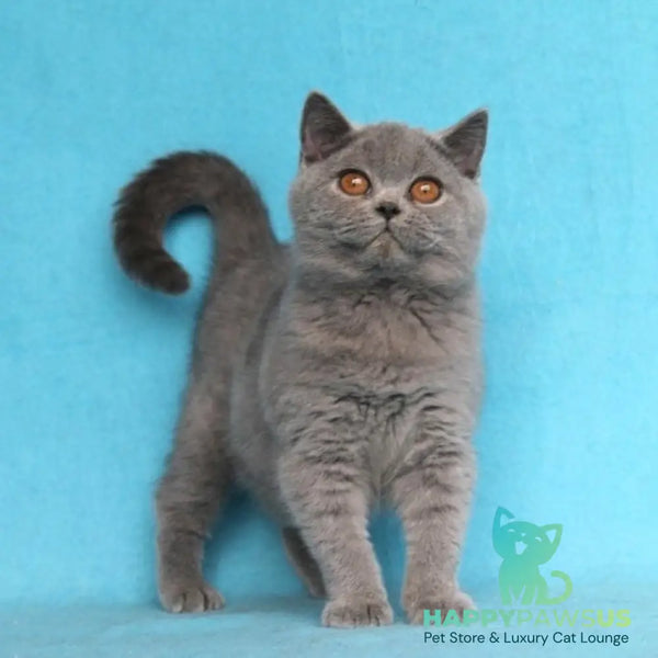 Pavlinka British Shorthair female blue - live animals