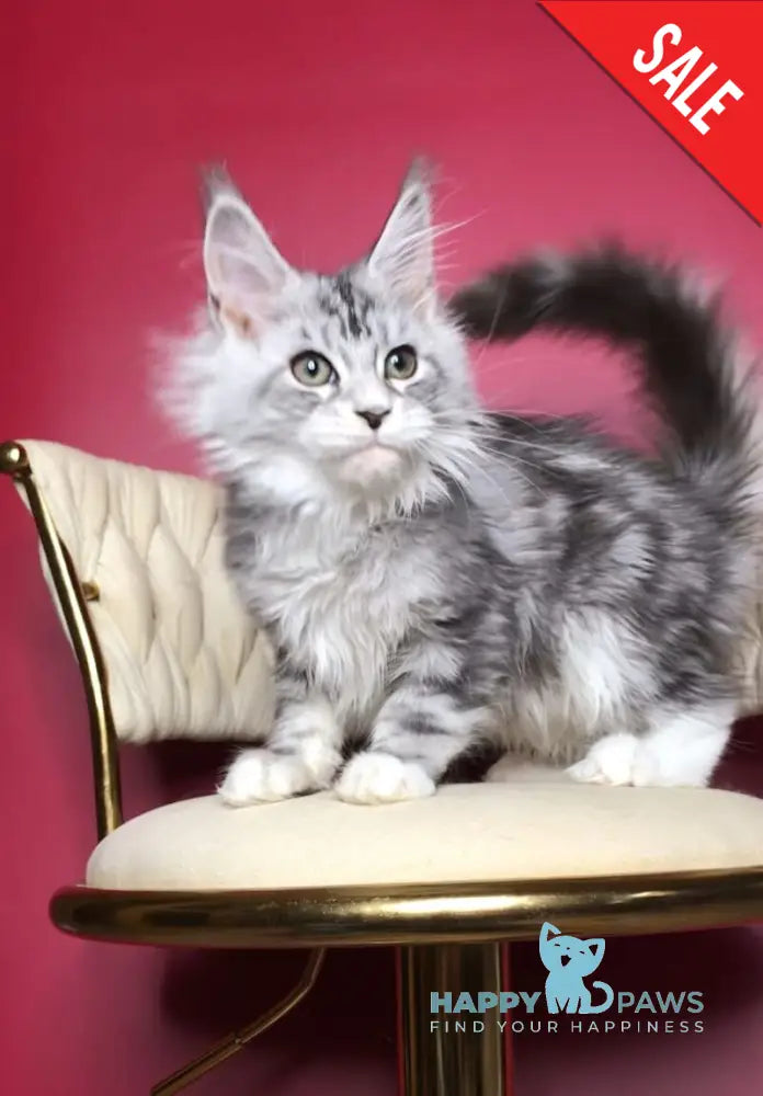 Pavlinka Maine Coon female black silver tabby bicolour live animals