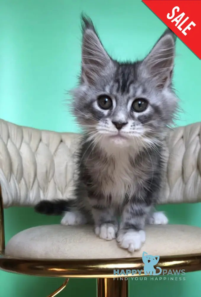 Pavlinka Maine Coon female black silver tabby bicolour live animals