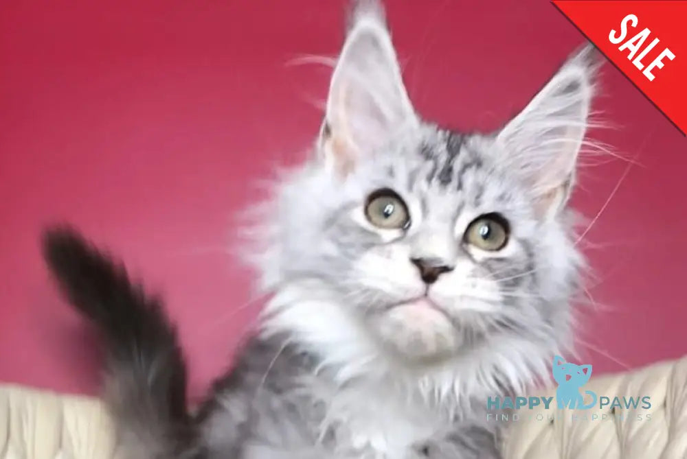 Pavlinka Maine Coon female black silver tabby bicolour live animals