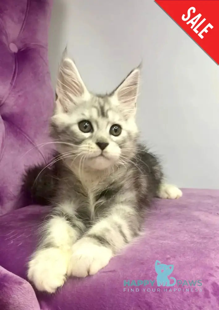 Pavlinka Maine Coon female black silver tabby bicolour live animals