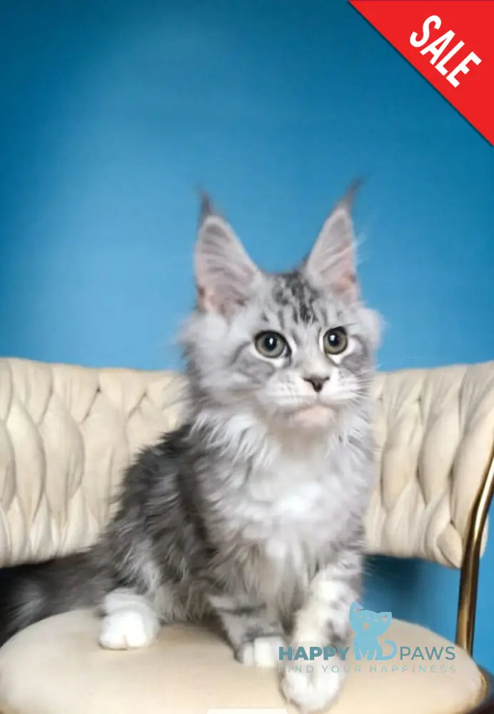 Pavlinka Maine Coon female black silver tabby bicolour live animals