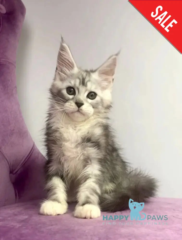 Pavlinka Maine Coon female black silver tabby bicolour live animals