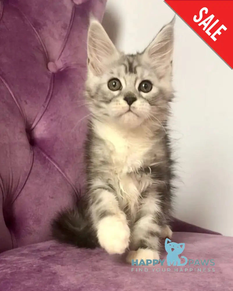 Pavlinka Maine Coon female black silver tabby bicolour live animals