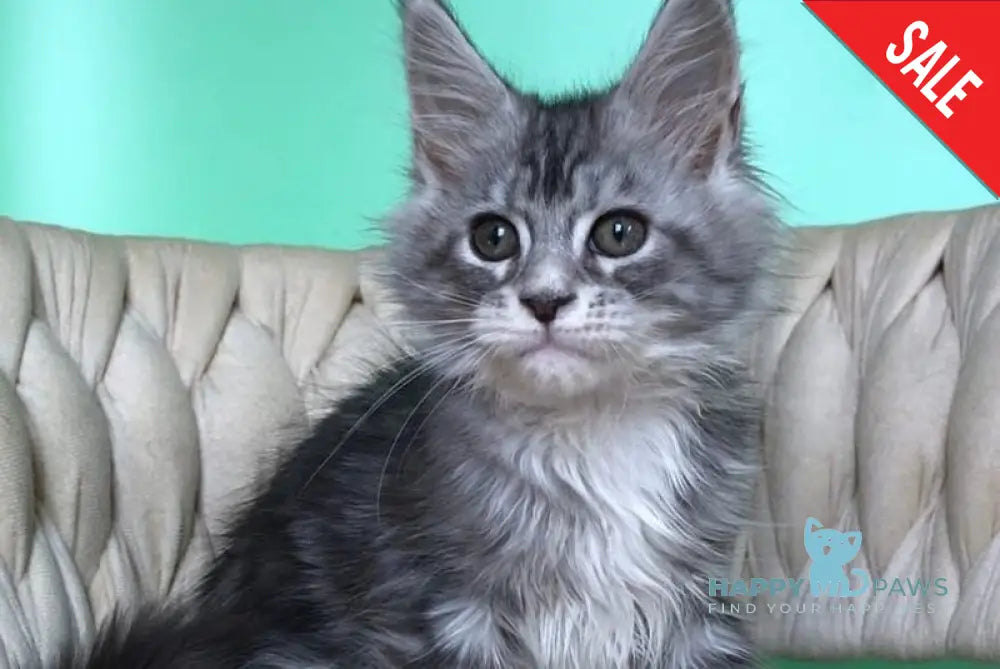 Pavlinka Maine Coon female black silver tabby bicolour live animals
