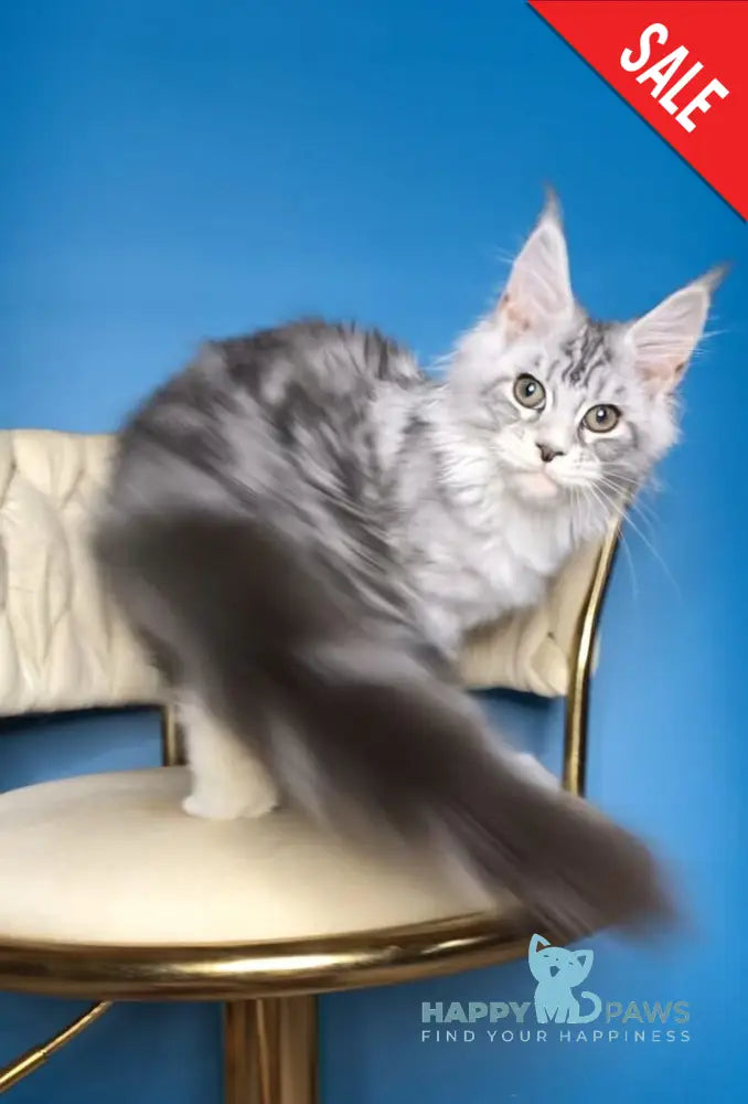 Pavlinka Maine Coon female black silver tabby bicolour live animals
