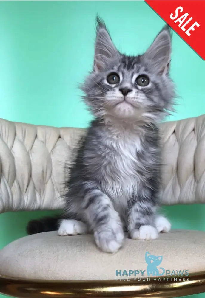 Pavlinka Maine Coon female black silver tabby bicolour live animals