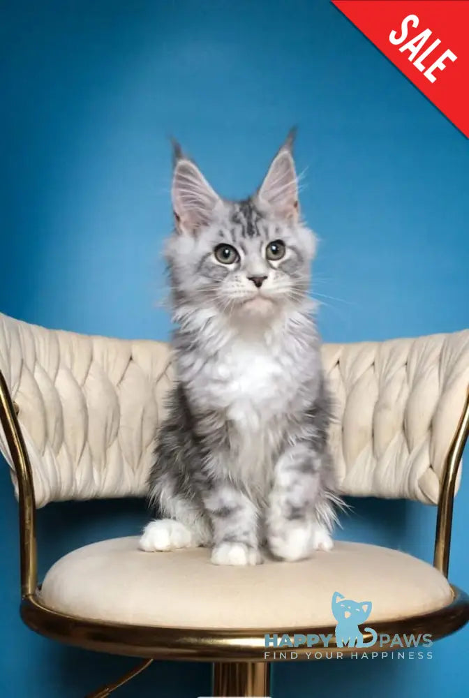 Pavlinka Maine Coon female black silver tabby bicolour live animals